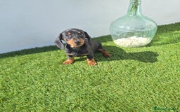 Teckel Miniatura perros en venta: TECKEL MINIATURA  - Imagen 2