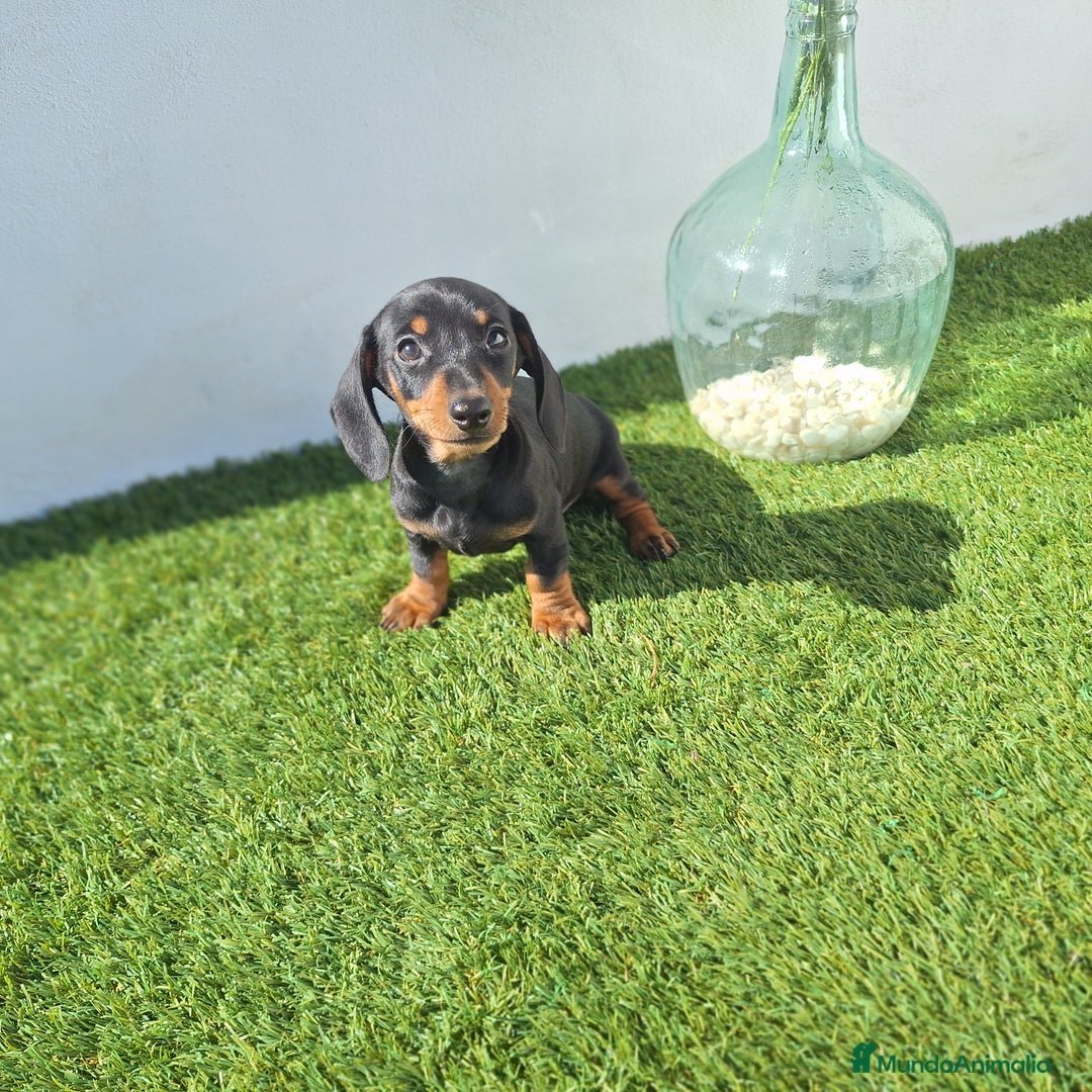 Teckel Miniatura perros en venta: TECKEL MINIATURA  - Imagen 2