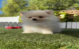 Pomerania perros en venta: POMERANIA MACHO - Imagen 10