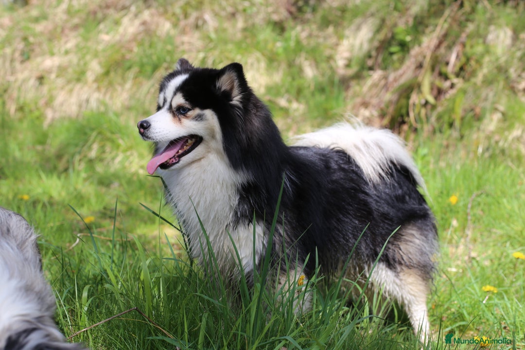 Pomsky perros para monta: Pomsky F5 mini - Imagen 4