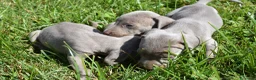 Weimaraner perros en venta: Preciosa camada de Braco de Weimar  en Barcelona - Anuncio 5
