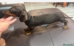 Teckel Miniatura perros en venta: Teclel mini - Imagen 1