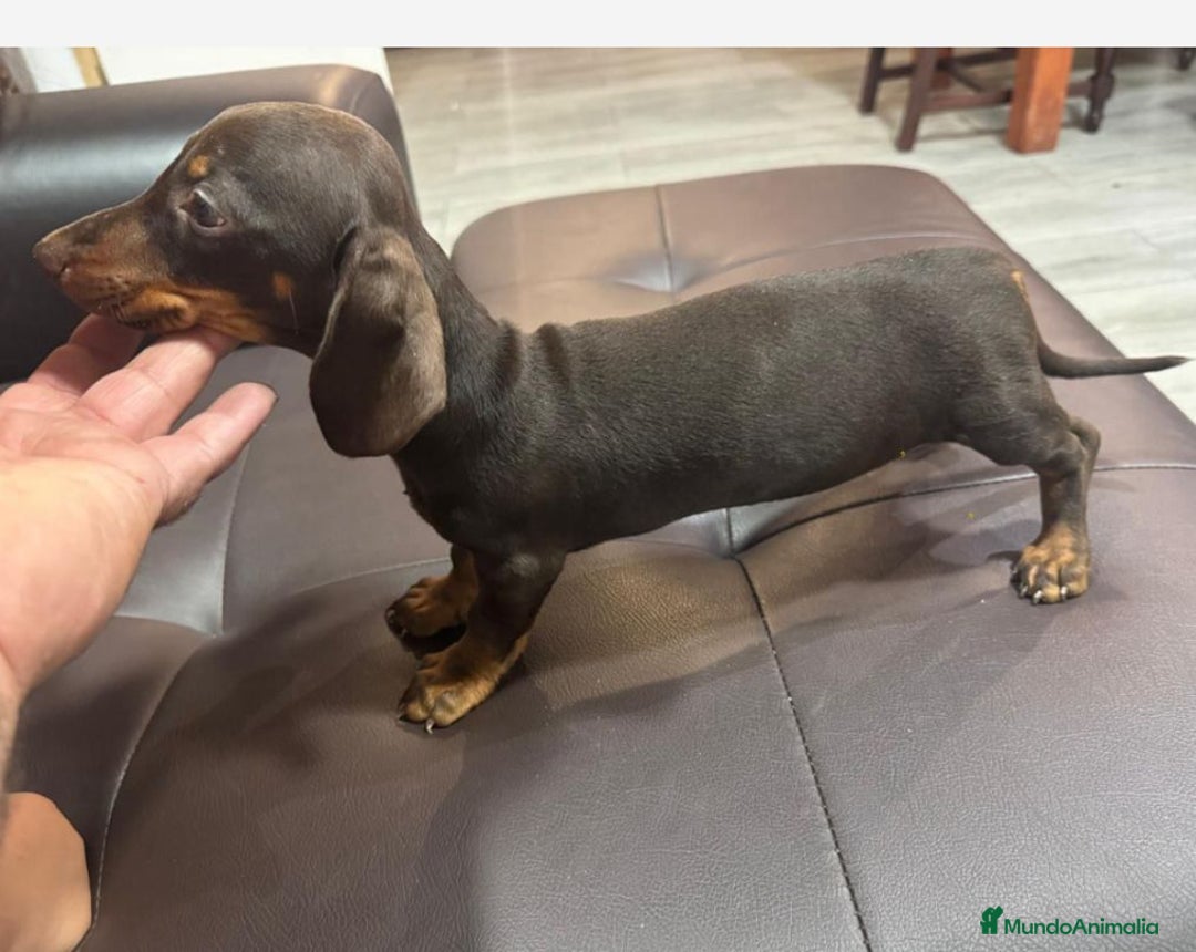 Teckel Miniatura perros en venta: Teclel mini - Imagen 1