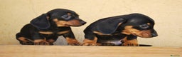 Teckel Miniatura perros en venta: Teckel Kaninchen / miniatura - Anuncio 1