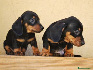 Teckel Miniatura perros Teckel Kaninchen / miniatura - Anuncio 14