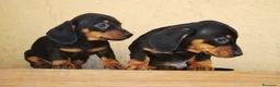 Teckel Miniatura perros en venta: Teckel Kaninchen / miniatura - Anuncio 1