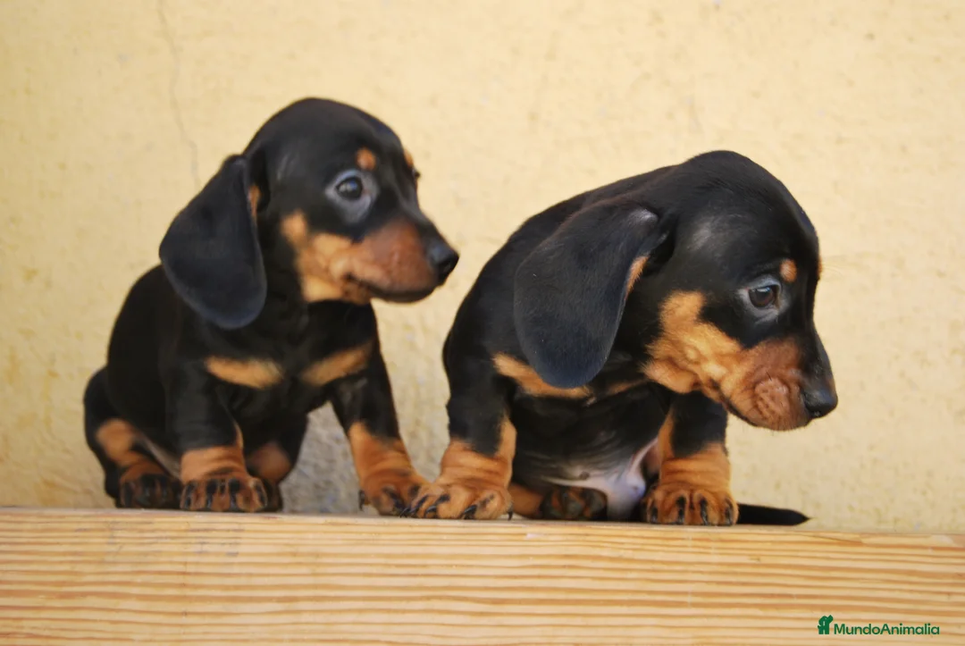 Teckel Miniatura perros en venta: Teckel Kaninchen / miniatura - Anuncio 1