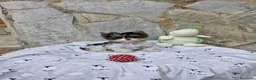 Otras razas perros en venta: Biewer - Anuncio 3