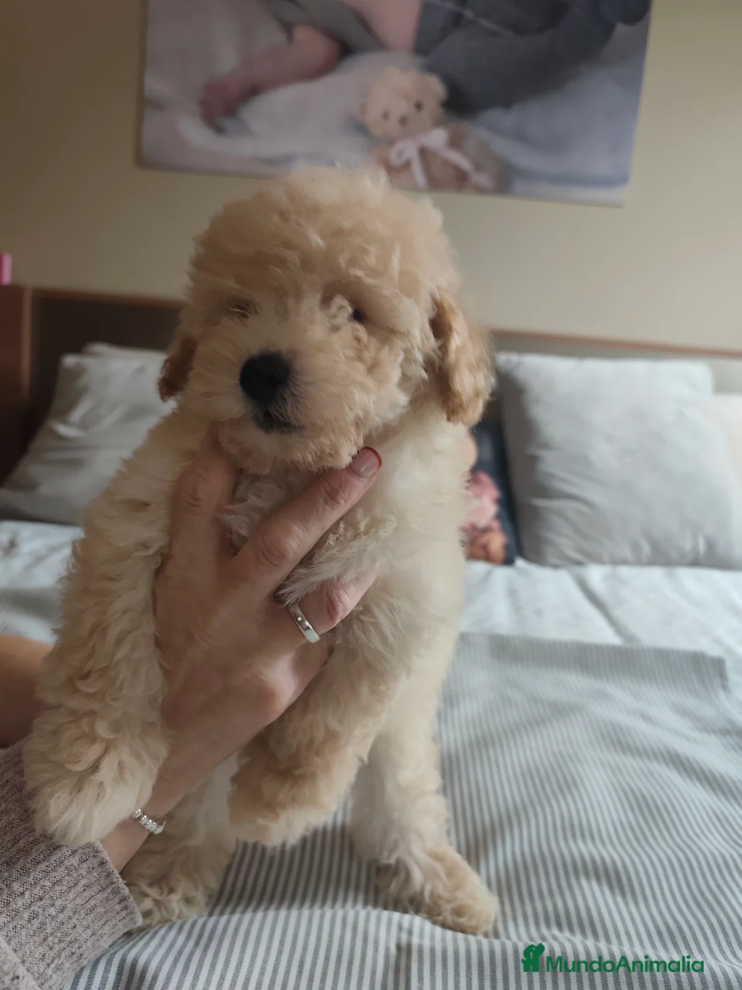 Caniche Toy perros en venta: Espectacular camada - Anuncio 6