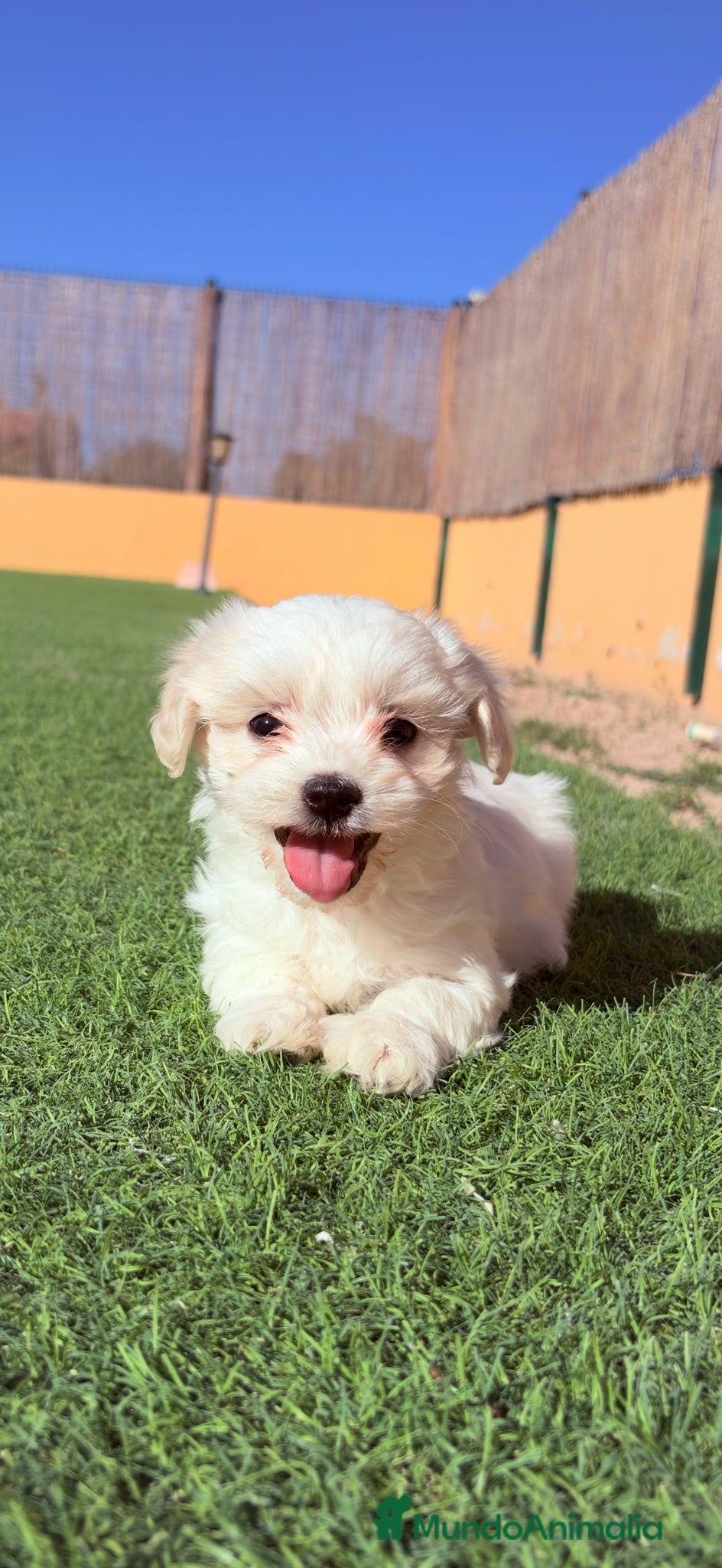 Bichón Maltés perros Bichon Maltes - Anuncio 22
