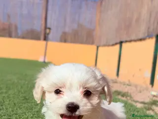 Bichón Maltés perros Bichon Maltes - Anuncio 22