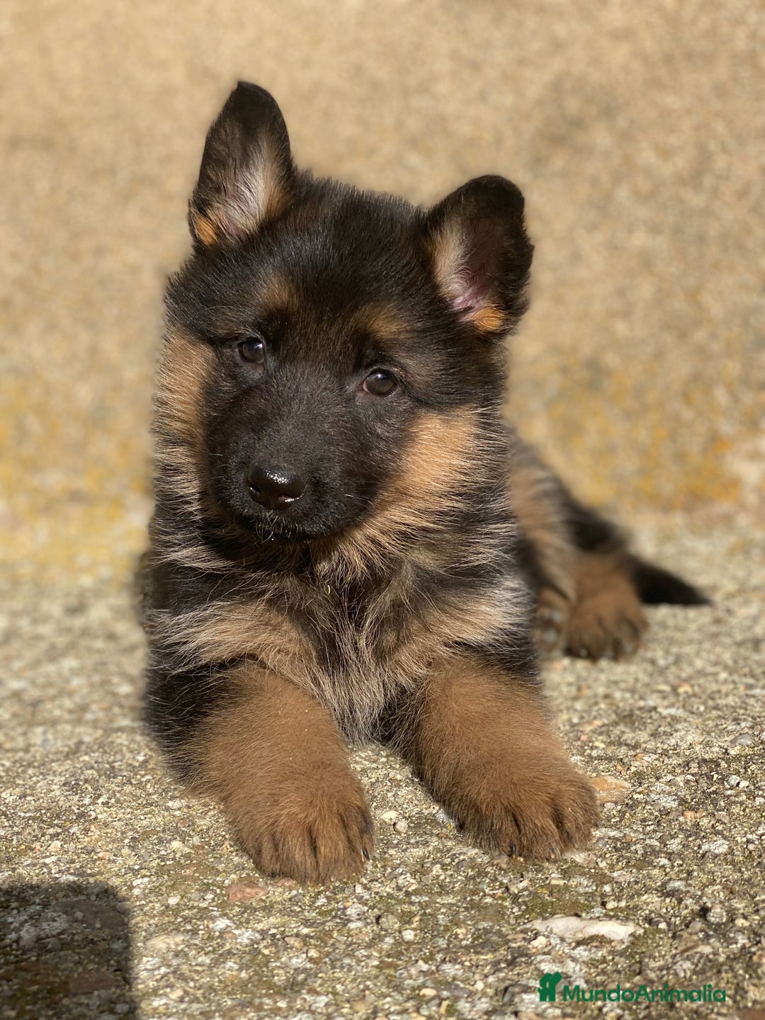 Pastor Alemán perros en venta: Cachorras de pastor alemán - Anuncio 6