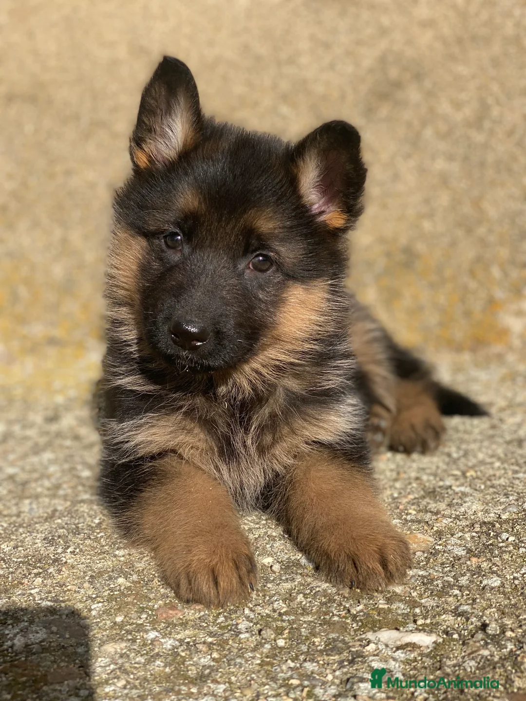 Pastor Alemán perros en venta: Cachorras de pastor alemán - Anuncio 6