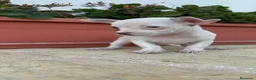 Chihuahua perros en venta: CHIHUAHUA MACHO  - Anuncio 8
