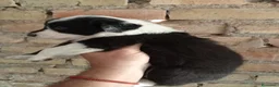 Border Collie perros en venta: Bordes collie  - Anuncio 8