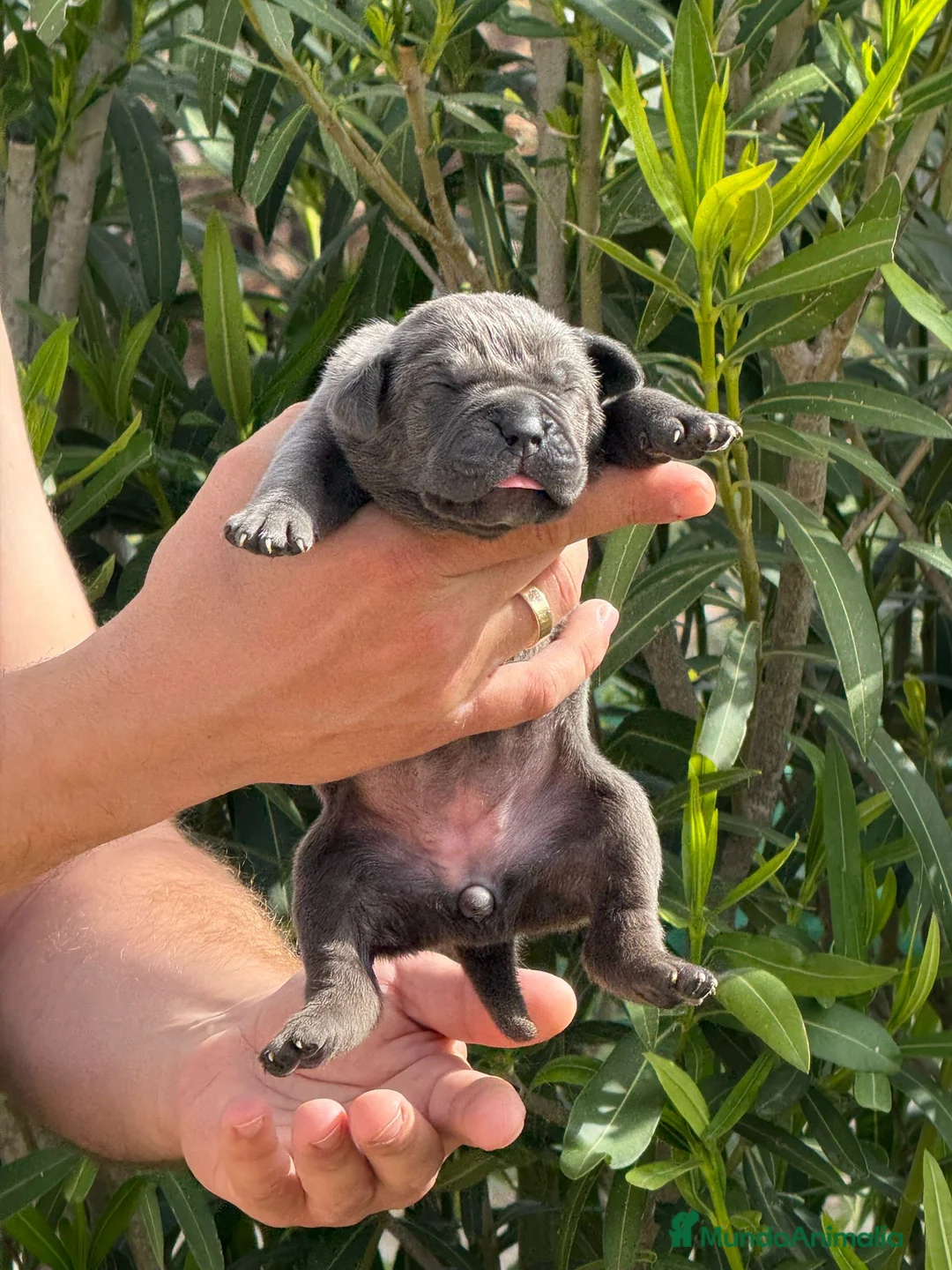 Cane Corso perros en venta: Los cachorros de Cane Corso  - Anuncio 2