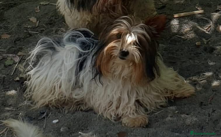 Biewer Yorkshire Terrier a la Pom Pon perros Biewer adultos con pedigree - Anuncio 3