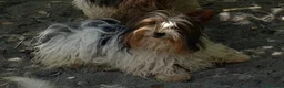 Biewer Yorkshire Terrier a la Pom Pon perros en venta: Biewer adultos con pedigree - Anuncio 1