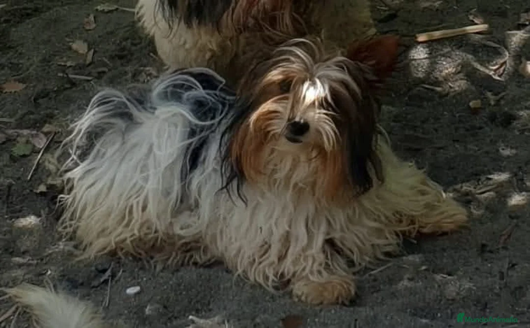 Biewer Yorkshire Terrier a la Pom Pon perros en venta: Biewer adultos con pedigree - Anuncio 1