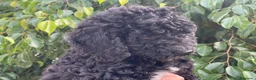 Perro de Agua Español perros en venta: Perros de aguas de calidad  - Anuncio 8