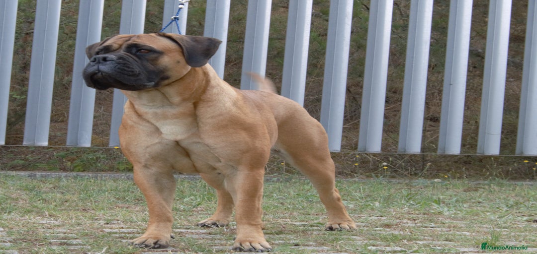 Imagen de galería {{count}}