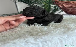 Caniche Toy perros en venta: CANICHE TOY - Anuncio 11