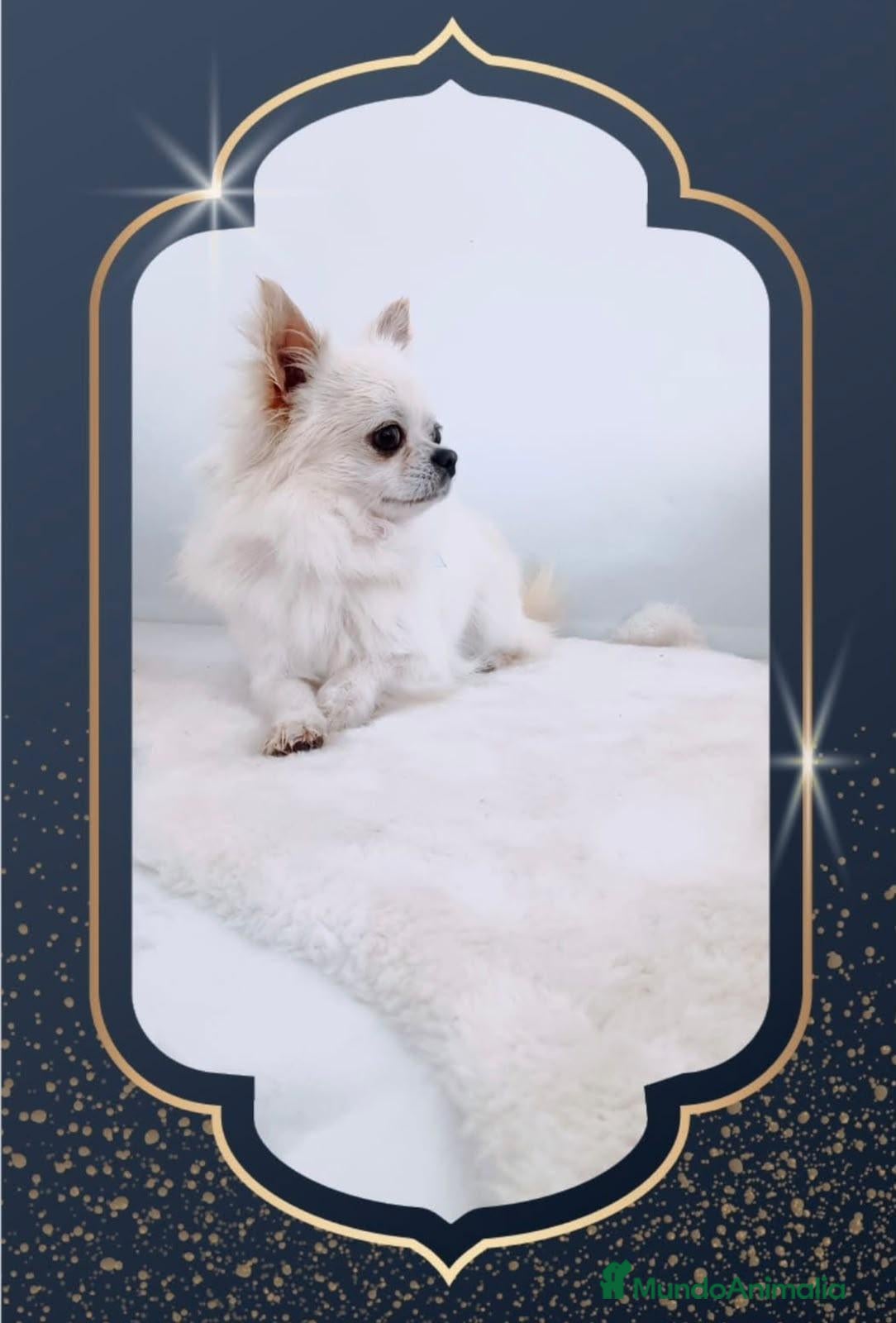 Chihuahua perros Chihuahua adopcion - Anuncio 2
