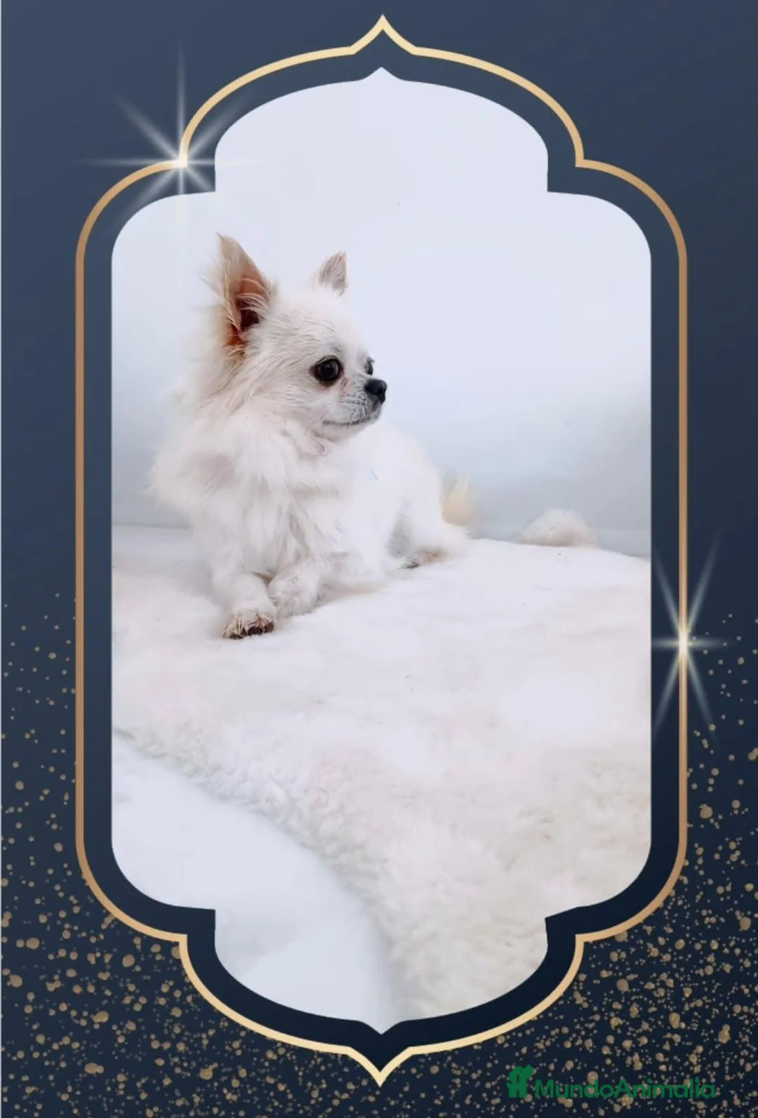Chihuahua perros en venta: Chihuahua adopcion - Anuncio 1