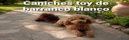 Caniche Toy perros en venta: Caniches toy con pedigree - Anuncio 6