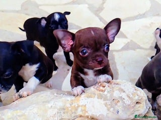 Chihuahua perros en Alicante - Anuncio 38