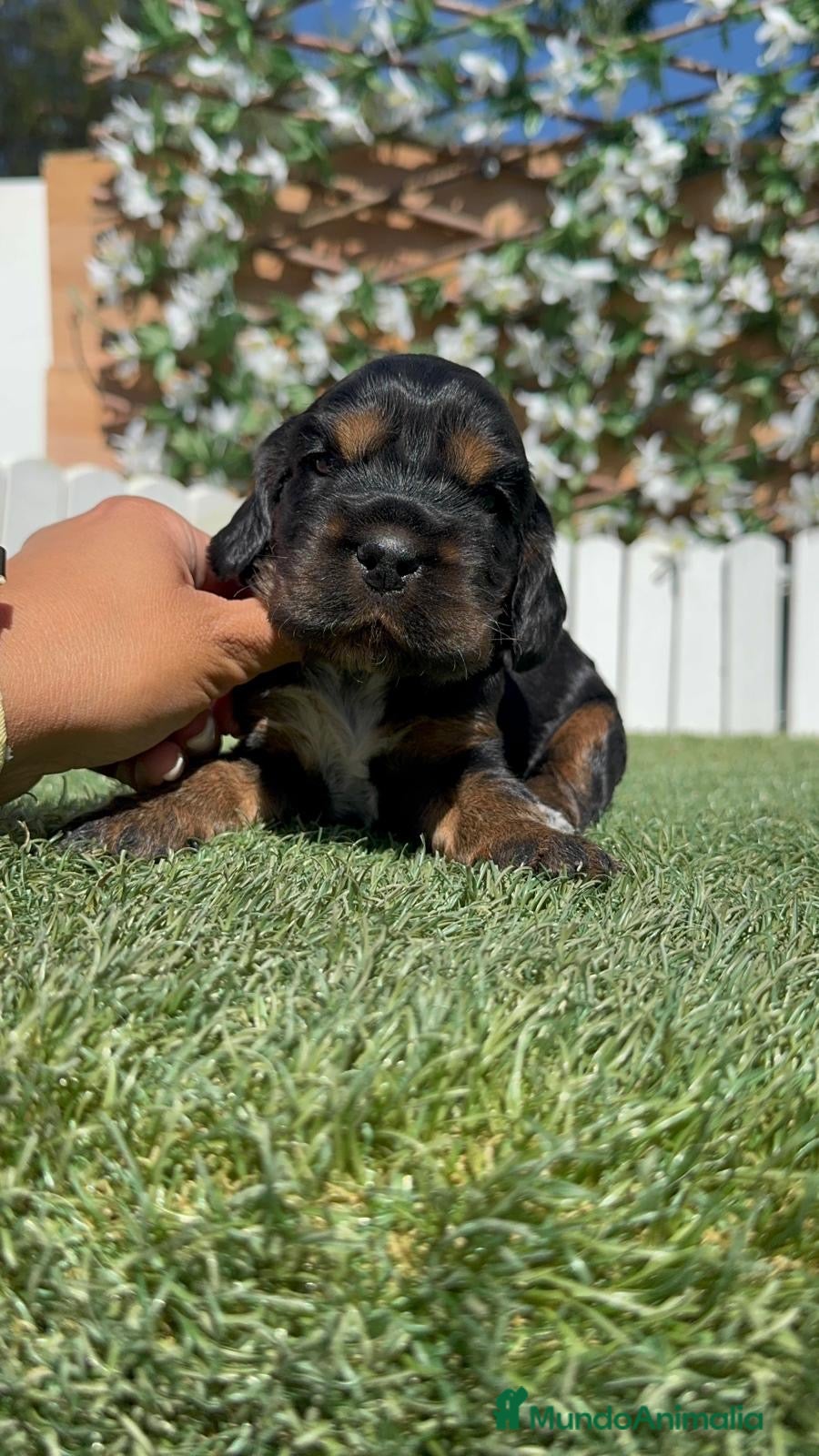 Cocker Spaniel Inglés perros en venta: COCKER SPANIEL INGLÉS  - Anuncio 11