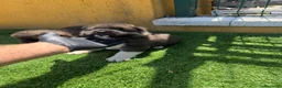 Akita Americano perros en venta: CACHORROS DE AKITA AMERICANO - Anuncio 6