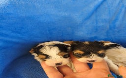 Biewer Yorkshire Terrier a la Pom Pon perros en venta: Yorkshire biewer - Imagen 5