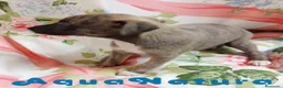 Pequeño Lebrel Italiano perros en venta: Lebrel Italiano Hembra 1833 AQUANATURA - Anuncio 4