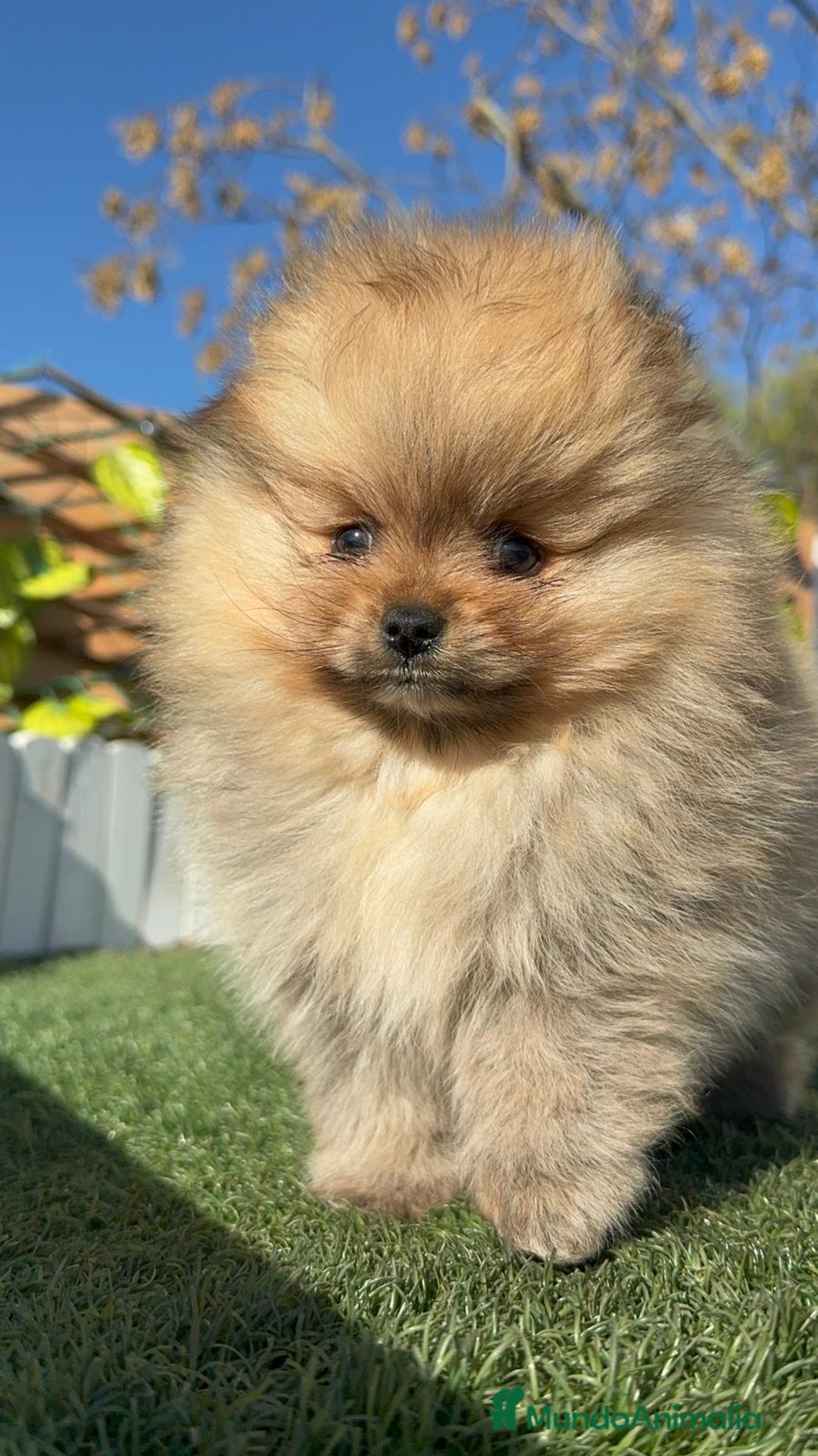 Pomerania perros en venta: POMERANIA CARA DE OSITO - Anuncio 17