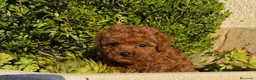 Caniche Toy perros en venta: Caniche toy muy bonitos !!! - Anuncio 8