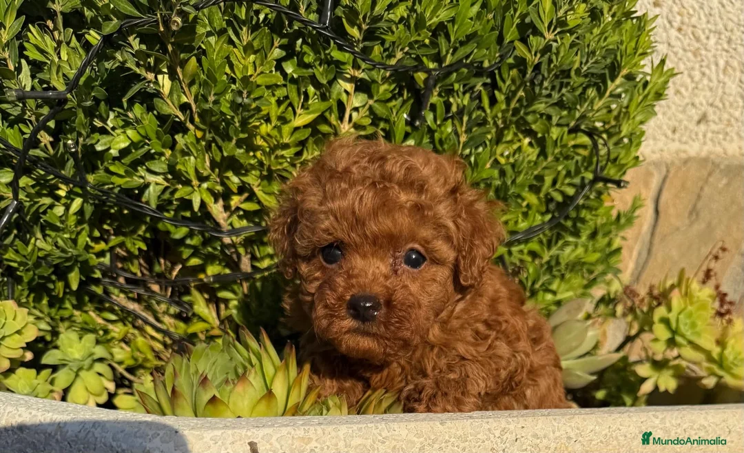 Caniche Toy perros en venta: Caniche toy muy bonitos !!! - Anuncio 8