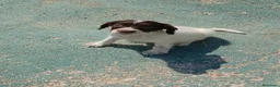 English Springer Spaniel perros en venta: Springer spaniel inglés - Anuncio 6