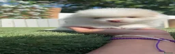 Pomerania perros en venta: POMERANIA - Anuncio 7