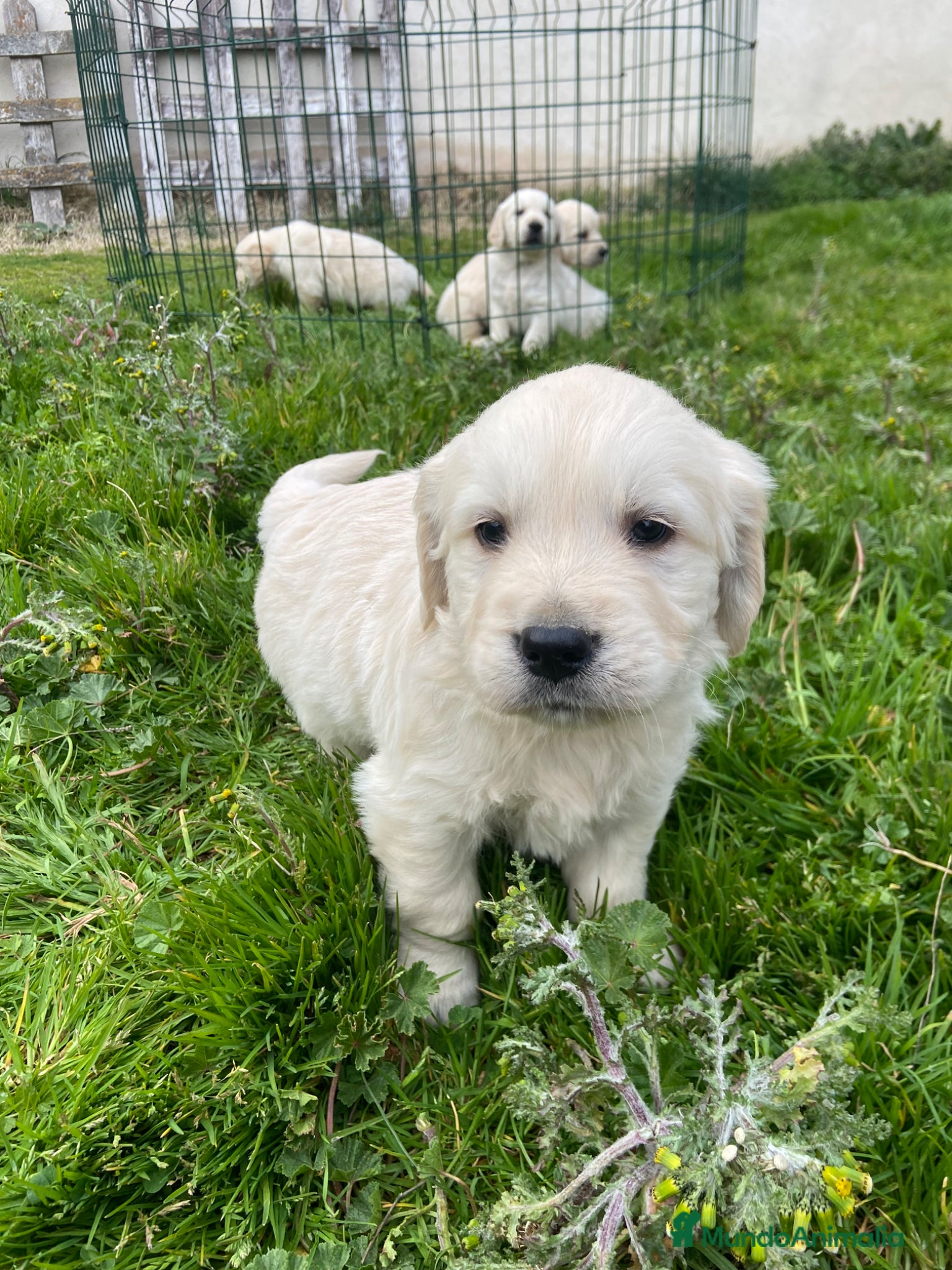 Golden Retriever perros Golden Retriever ¡PRECIO REAL! - Anuncio 1