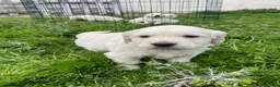 Golden Retriever perros en venta: Golden Retriever ¡PRECIO REAL! - Anuncio 1