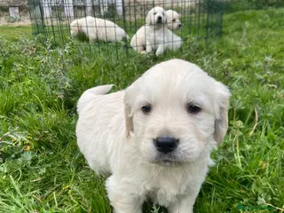 Golden Retriever perros Golden Retriever ¡PRECIO REAL! - Anuncio 3