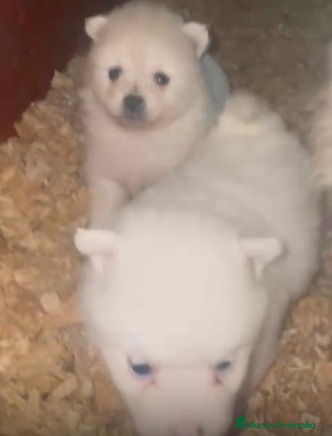 Pomerania perros en venta: Lulu pomerania toy  - Anuncio 10