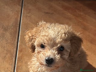 Caniche Toy perros - Anuncio 2