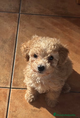 Caniche Toy perros - Anuncio 1