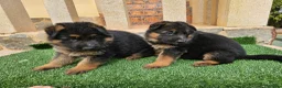 Pastor Alemán perros en venta: Espectaculares cachorros pastor alemán  - Anuncio 5