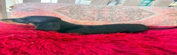 Teckel Miniatura perros en venta: Teckel kaninchen hembra  - Anuncio 7
