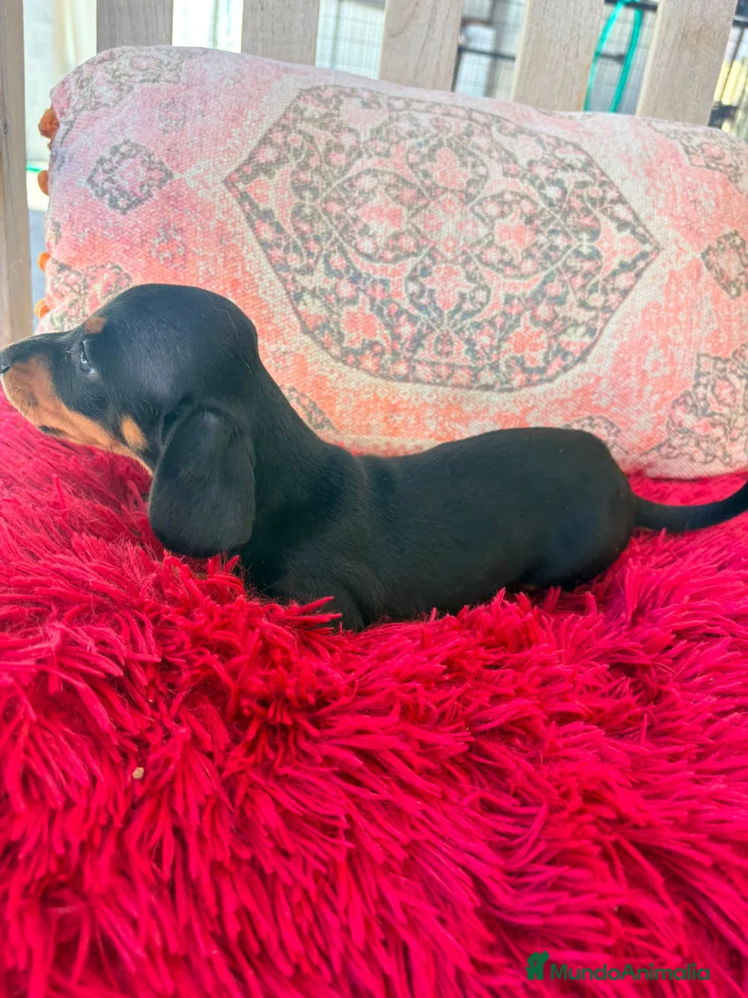 Teckel Miniatura perros en venta: Teckel kaninchen hembra  - Anuncio 7