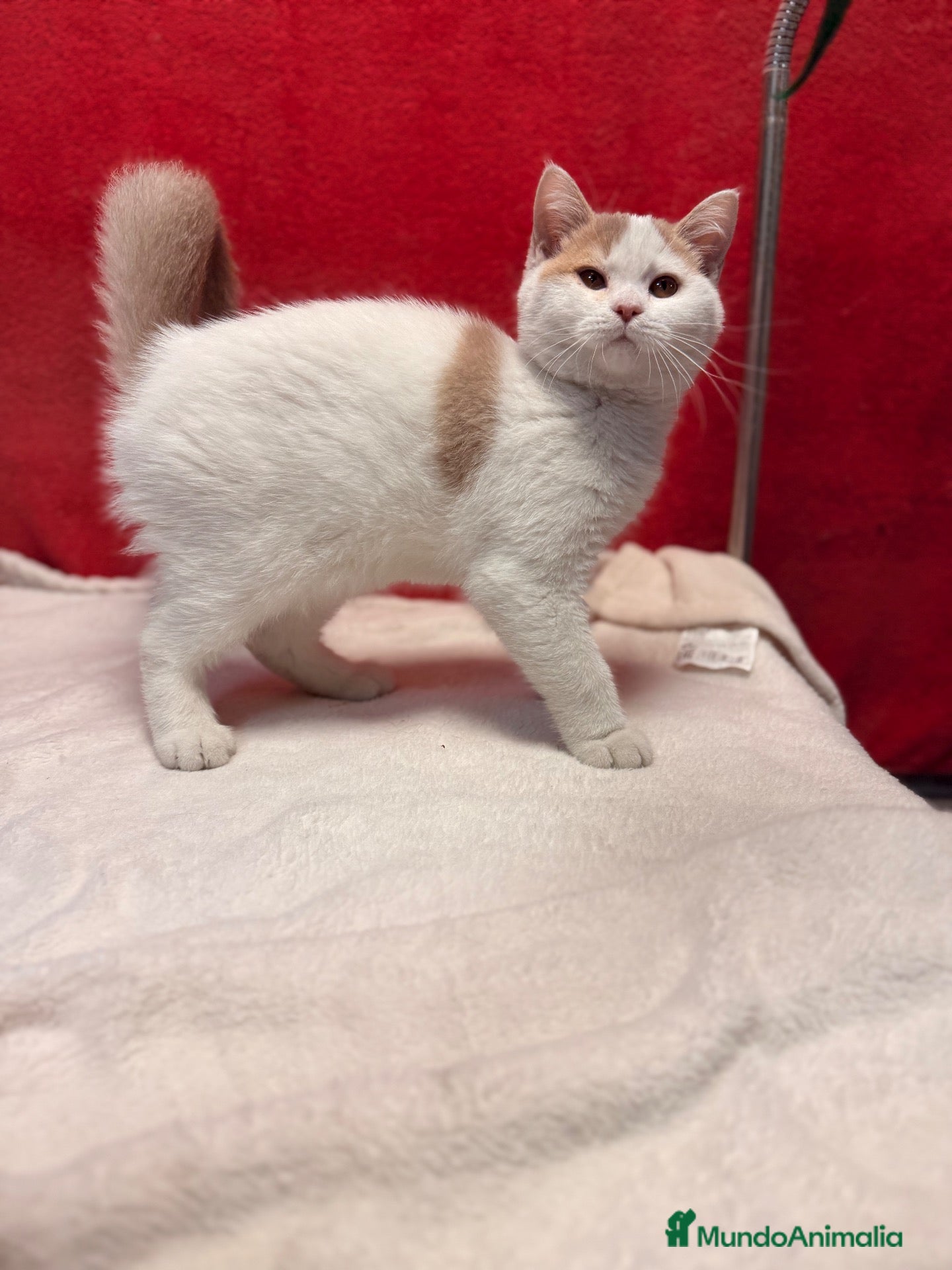 Británico de Pelo Corto gatos Soy Keko!!  - Anuncio 17