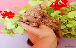 Caniche Toy perros en venta: Caniche toy - Imagen 3